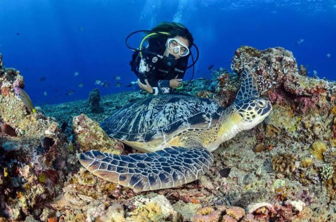 Apo Diver Beach Resort San Juan  Buitenkant foto