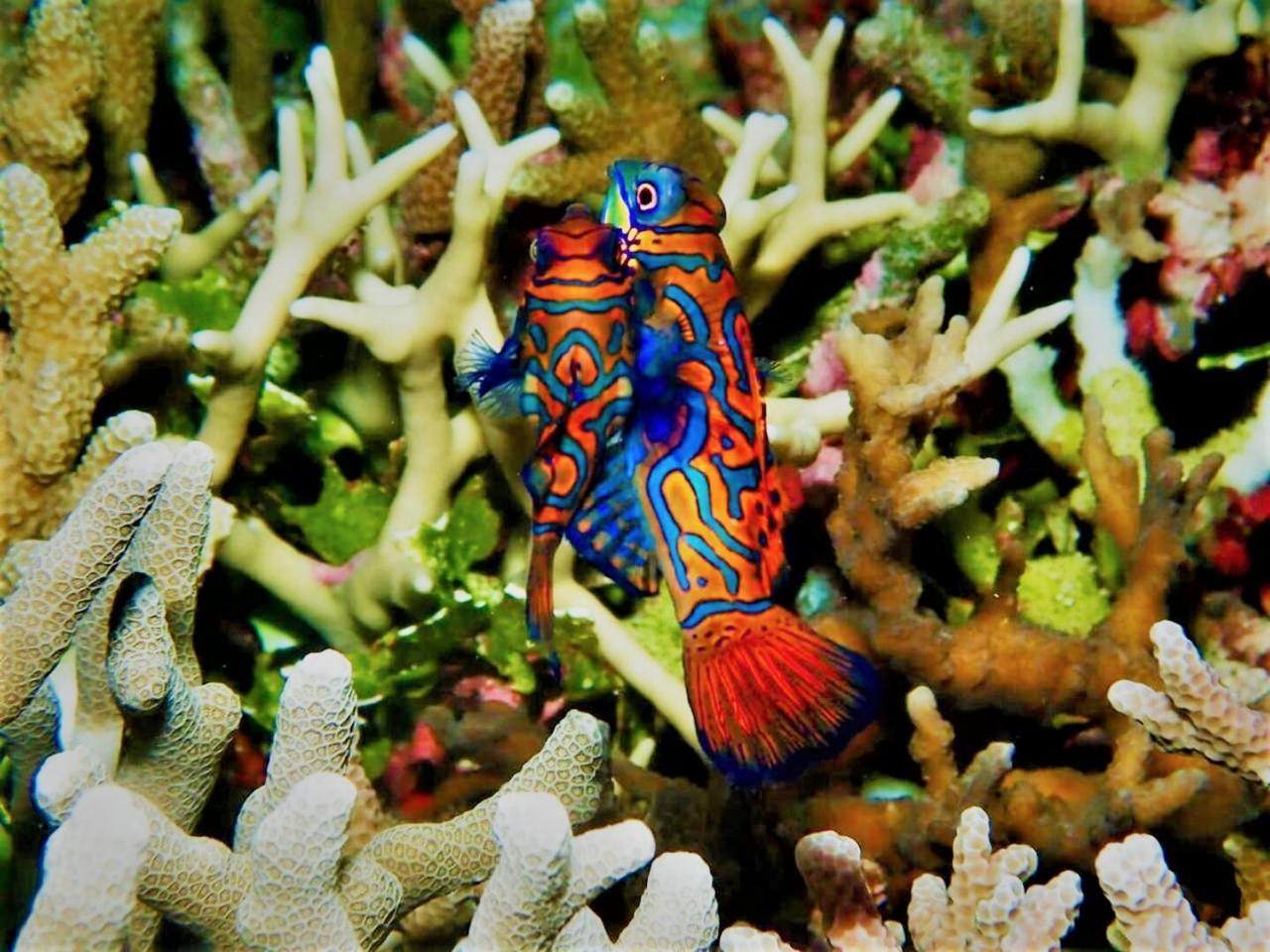 Apo Diver Beach Resort San Juan  Buitenkant foto